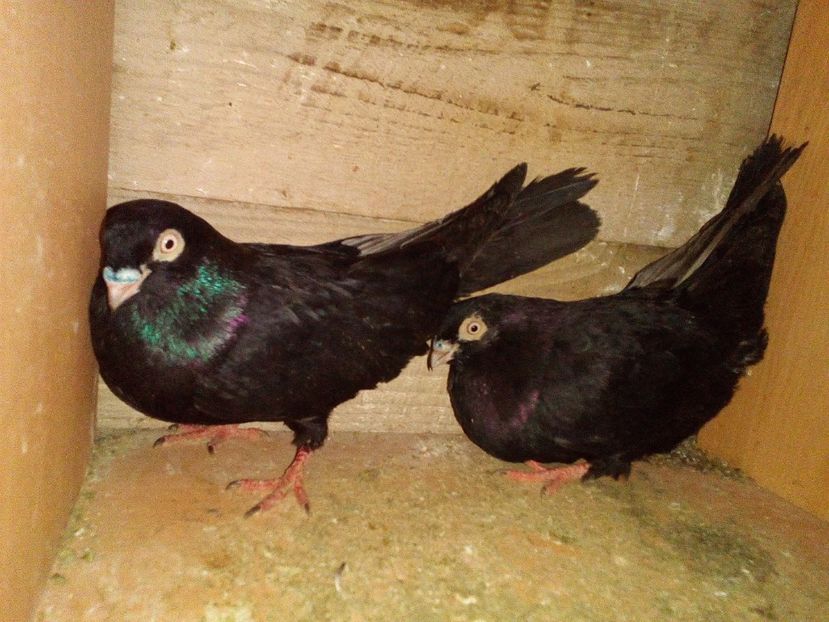  - 0 A- PERECHI PORUMBEI 2021