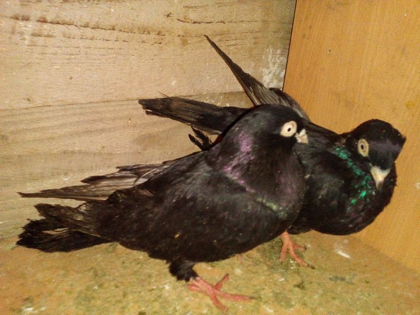  - 0 A- PERECHI PORUMBEI 2021