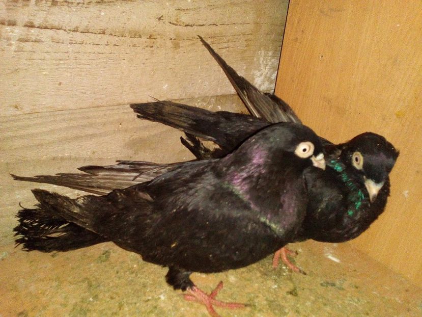  - 0 A- PERECHI PORUMBEI 2021