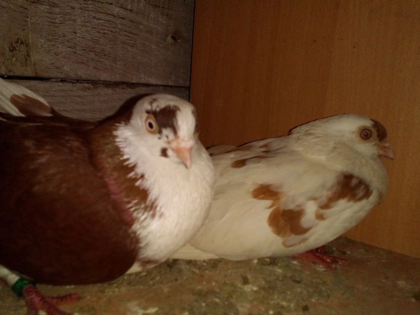  - 0 A- PERECHI PORUMBEI 2021