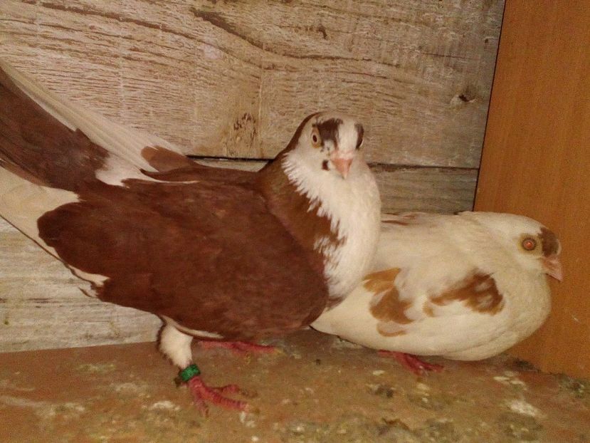  - 0 A- PERECHI PORUMBEI 2021