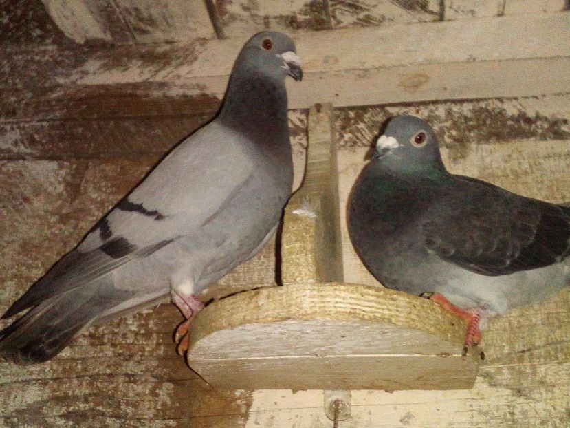  - 0 A- PERECHI PORUMBEI 2021