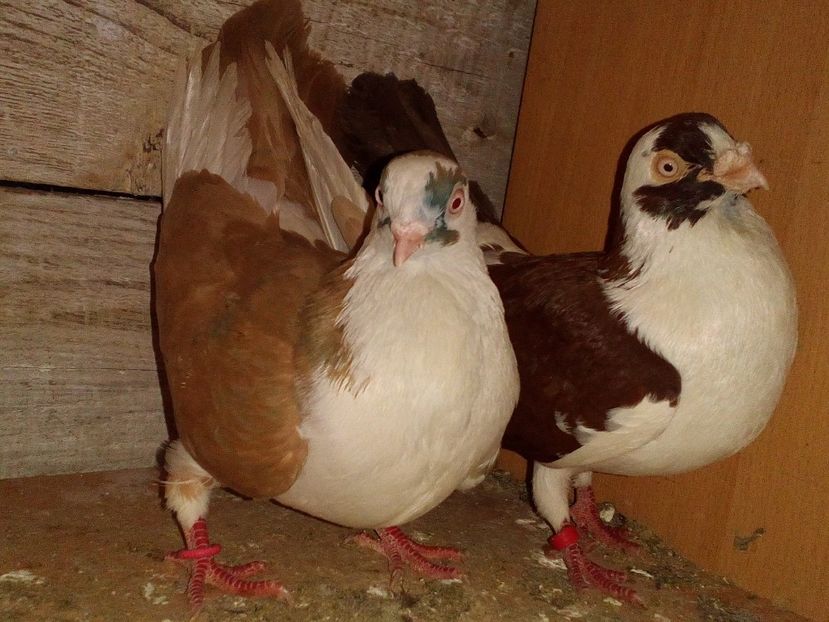  - 0 A- PERECHI PORUMBEI 2021