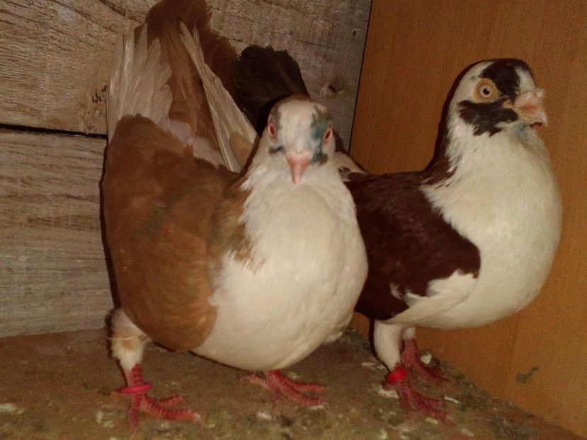  - 0 A- PERECHI PORUMBEI 2021