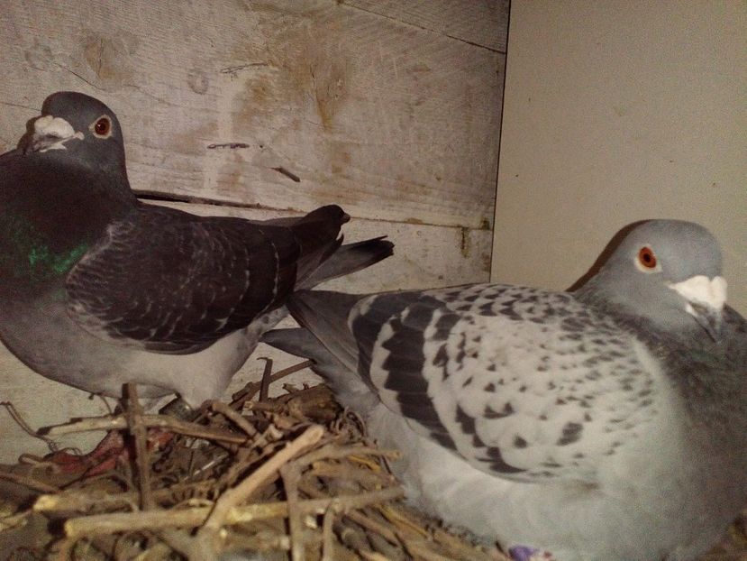  - 0 A- PERECHI PORUMBEI 2021