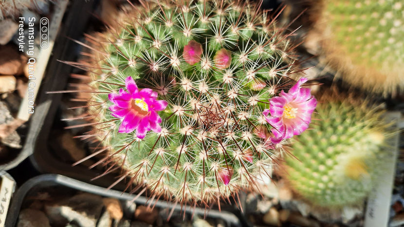 05.03.2021 - Mammillaria cv Ginsa Maru