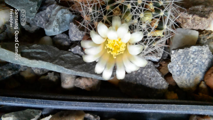  - Mammillaria cv Ginsa Maru