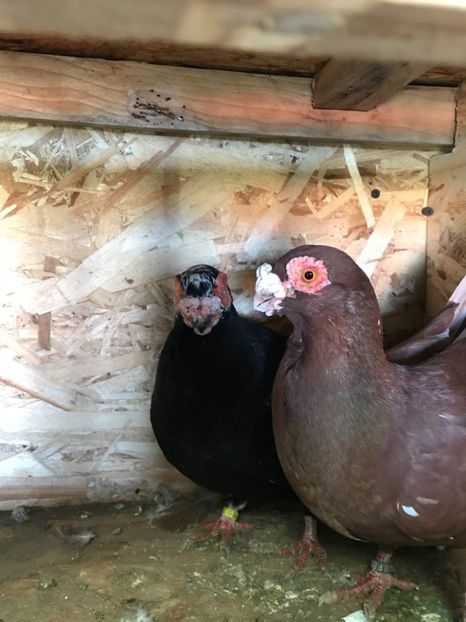 M2020F2017 - Berberi2021