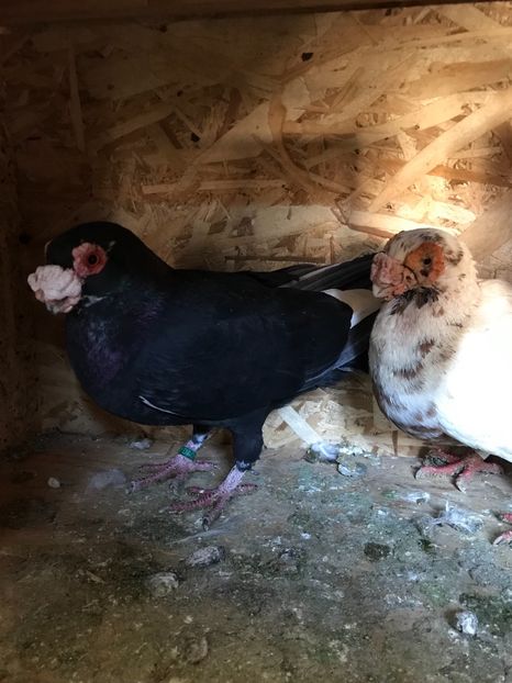 M2019F2015 - Berberi2021