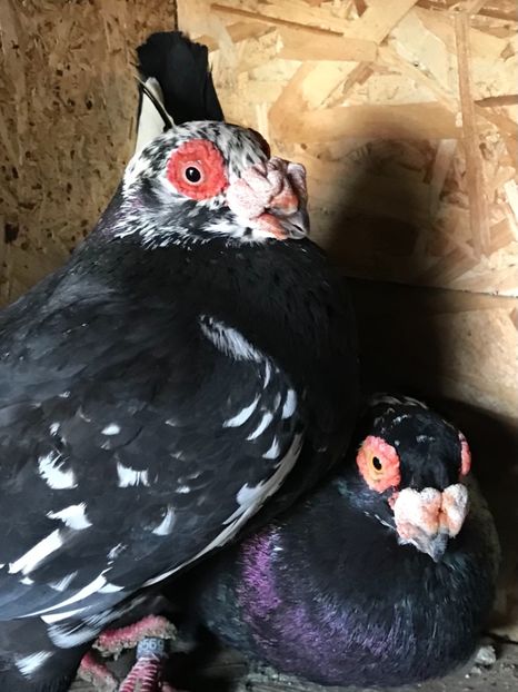 M2020F2020 - Berberi2021