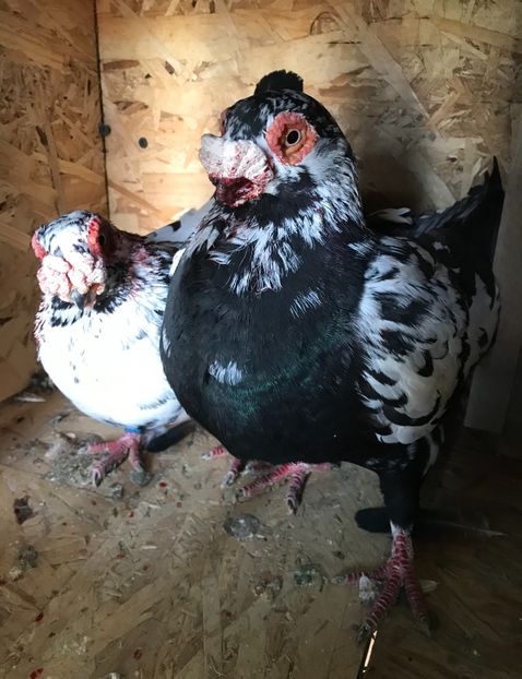 M2020F2018 - Berberi2021