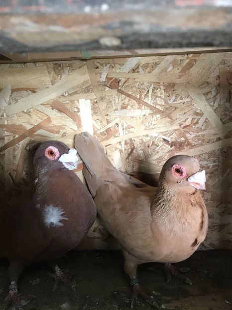 M2020 F2020 - Berberi2021