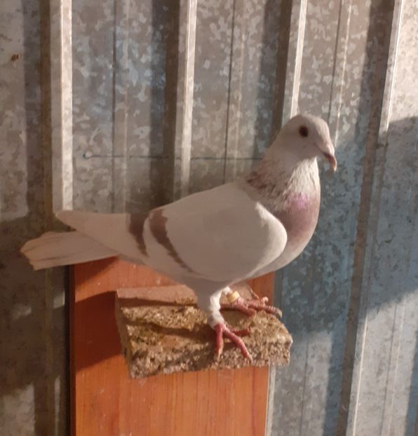  - voiajori sport argintii