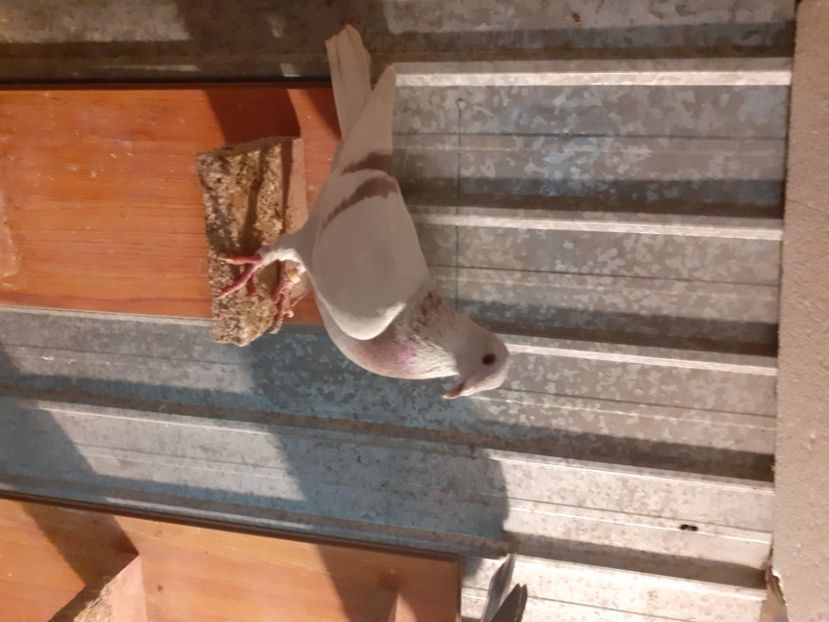  - voiajori sport argintii