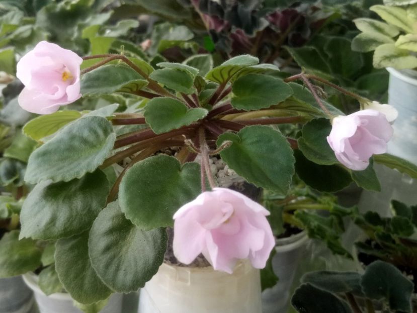 5 mar - Rose Garden