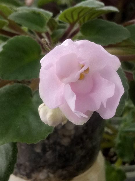 5 mar - Rose Garden