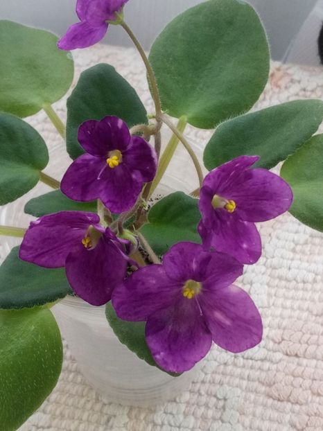 21 feb - ZZ Mac s Kup o Kindness