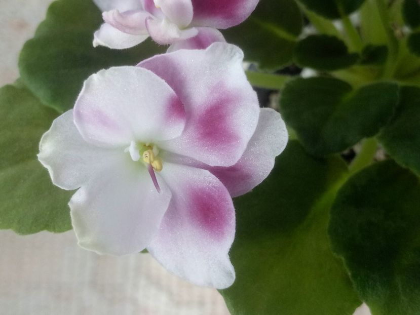 5 mar - ZZ Mac s Southern Springtime