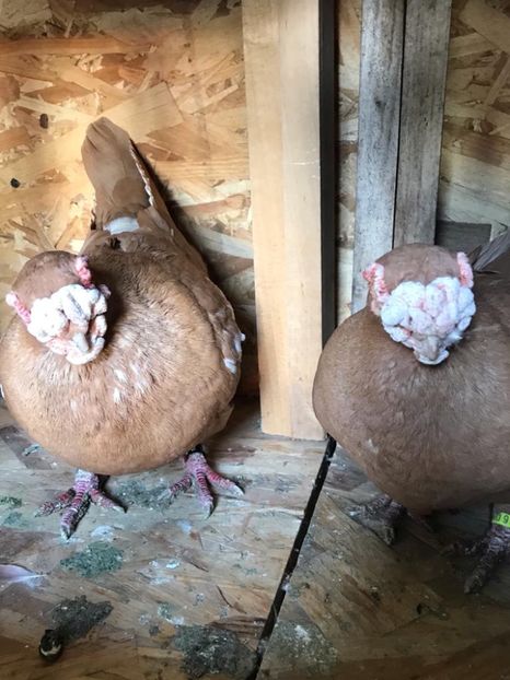 M2016 F2017 - Berberi2021