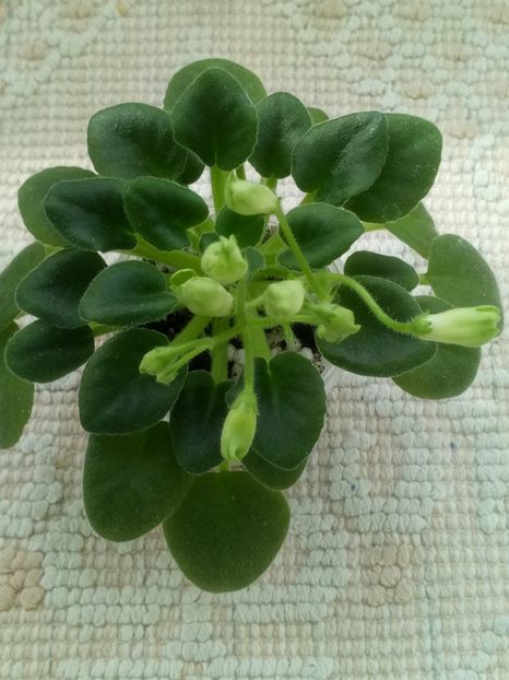 5 mar - Emerald Bells