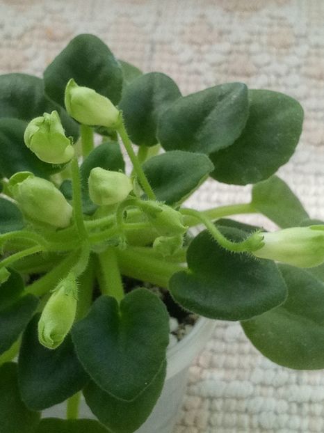 5 mar - Emerald Bells