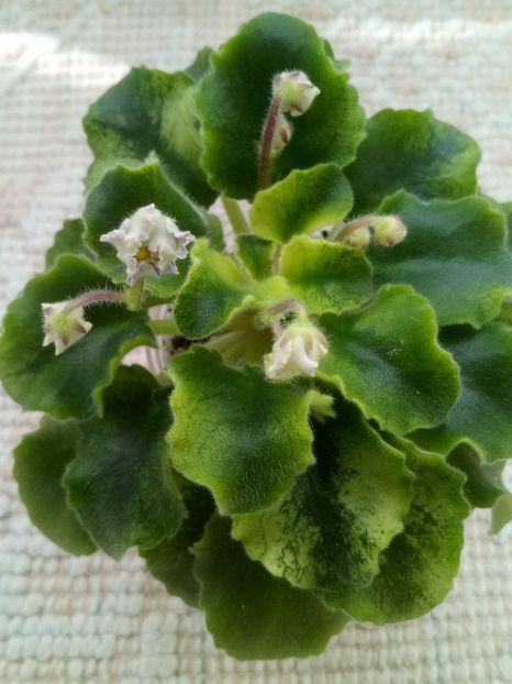 21 feb - LE Shining Star