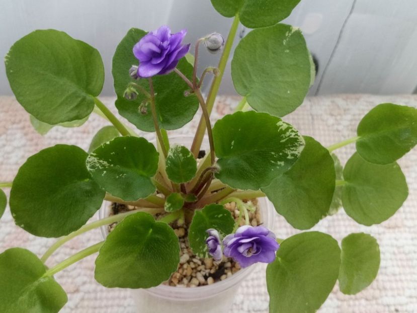 21 feb - Pacific Pearl