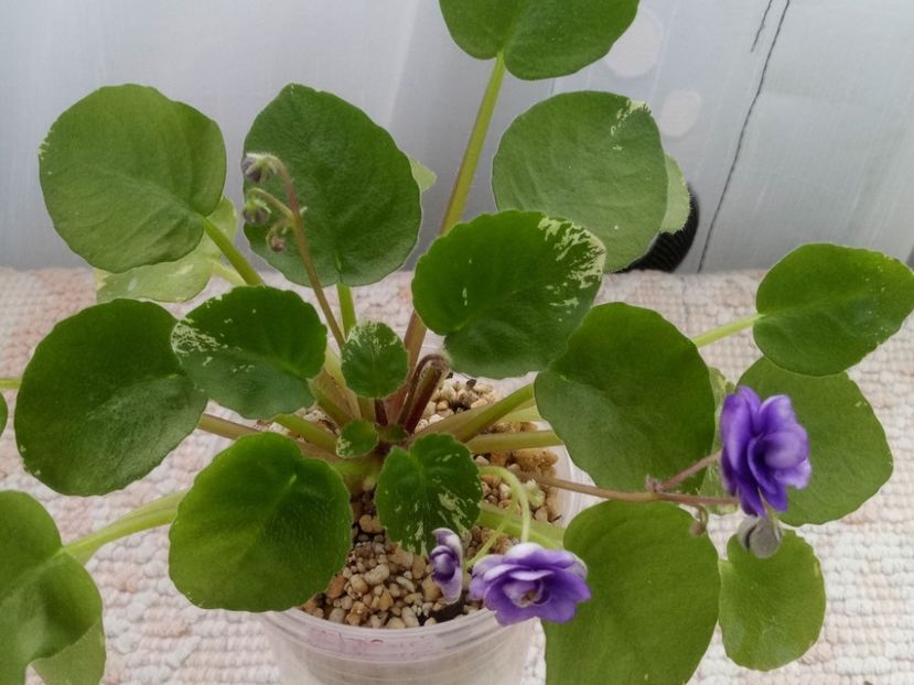 21 feb - Pacific Pearl