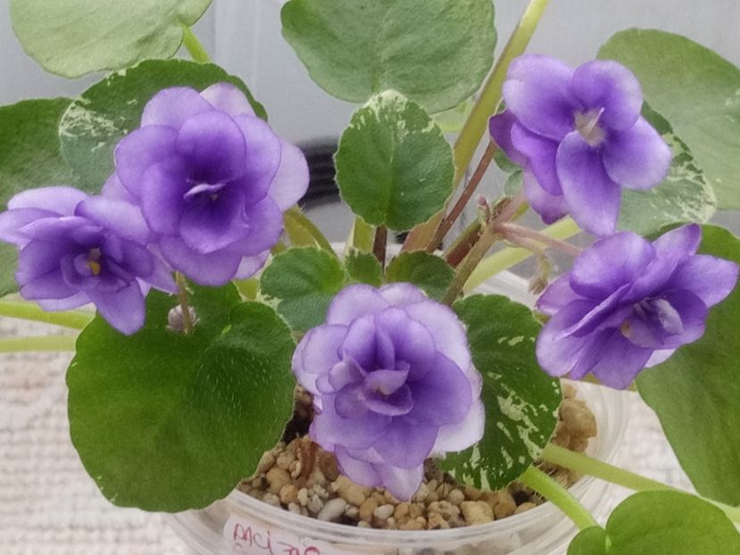 5 mar - Pacific Pearl