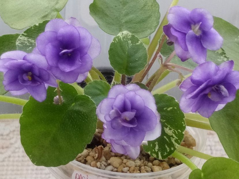 5 mar - Pacific Pearl