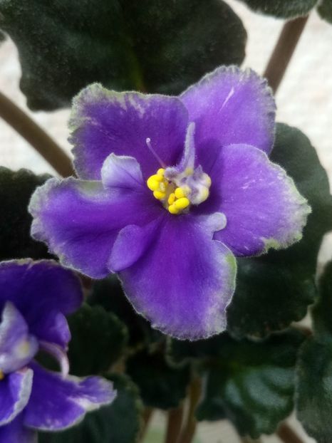 5 mar - ND Muranskoye Steklo