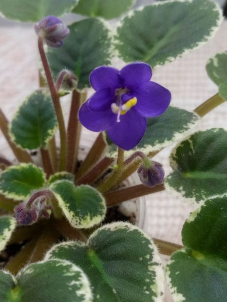 21 feb - ZZ N Europa