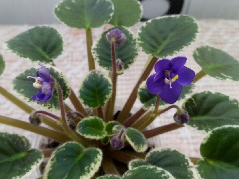 21 feb - ZZ N Europa