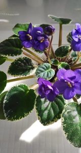 28 feb - ZZ N Europa