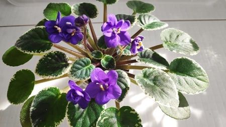 28 feb - ZZ N Europa