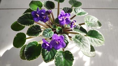 28 feb - ZZ N Europa