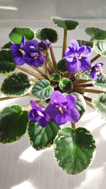 28 feb - ZZ N Europa