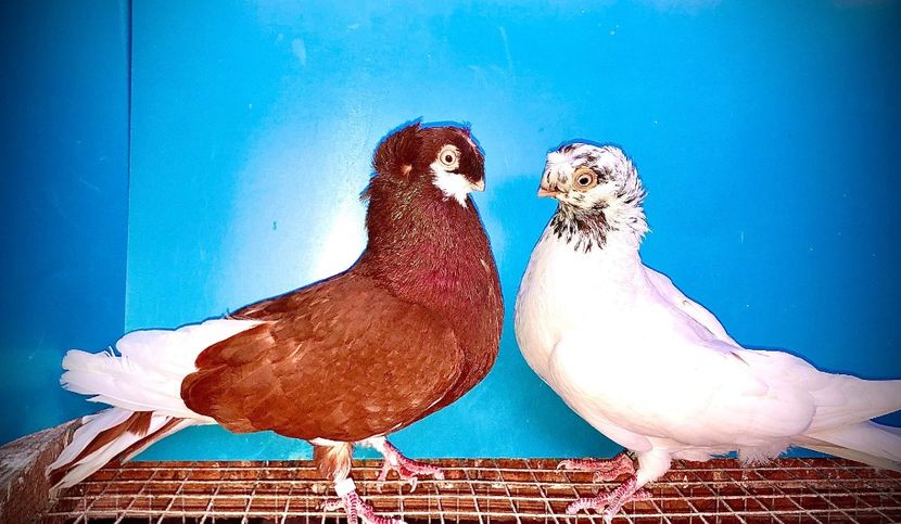 perechea  9 - A - perechi 2021