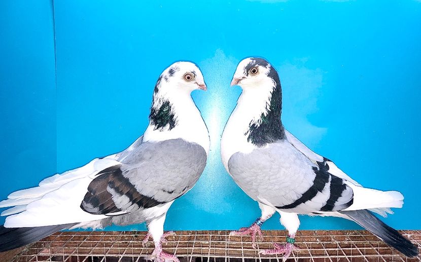 perechea  78 - B - perechi 2021