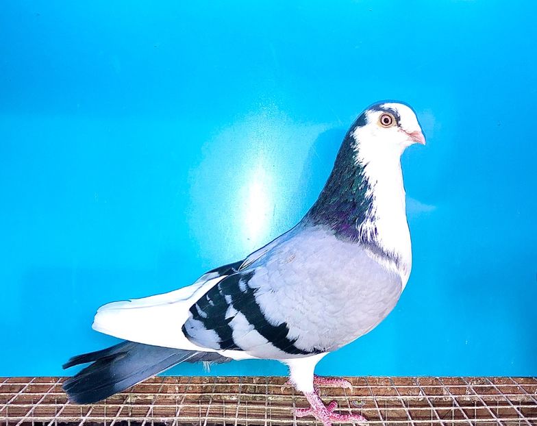 16569  mascul  2015 - Plecați ALBUM 3