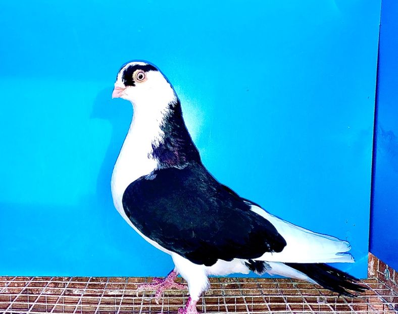 mascul  2019 - Plecați ALBUM 3