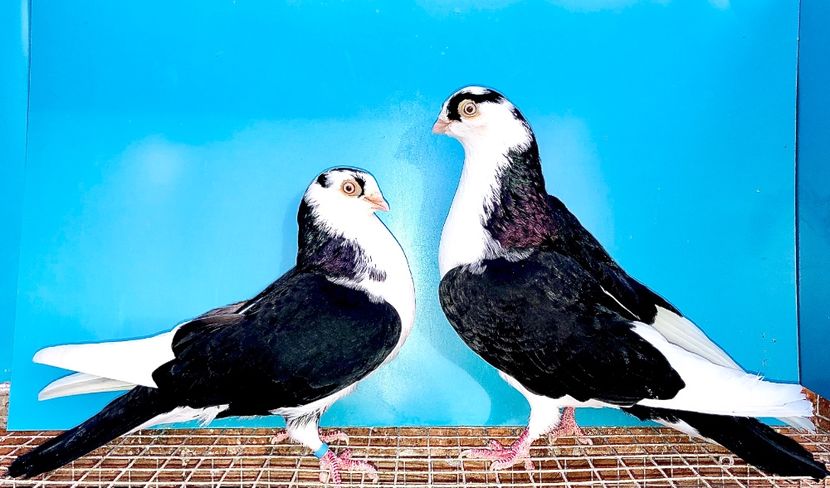 perechea  14 - B - perechi 2021