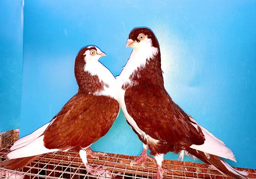 perechea  52 - B - perechi 2021