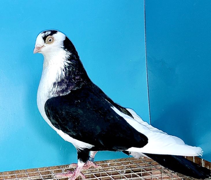 5162  mascul  2019(18) - Plecați ALBUM 3