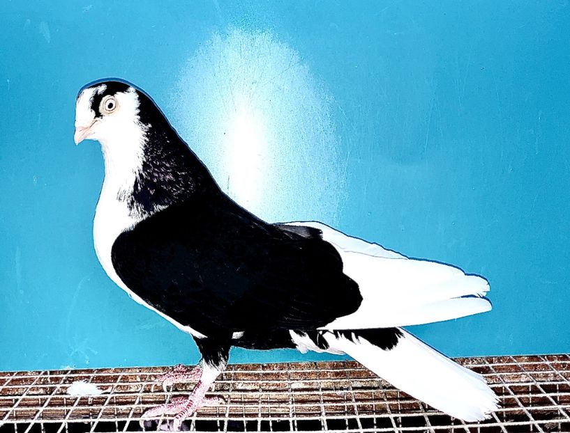 6994  mascul  2019  codosu` - B - perechi 2022