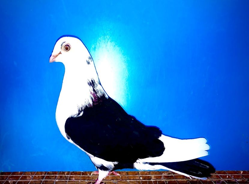 791  femelă  2014 - Plecați ALBUM 3