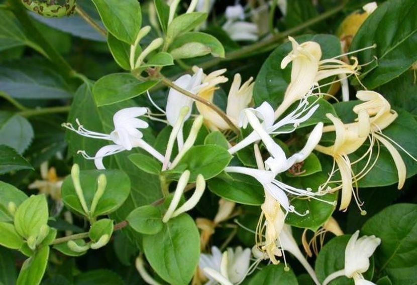Flori de Caprifoi sau Lonicera - 1 - Disponibile plante de vanzare 2021