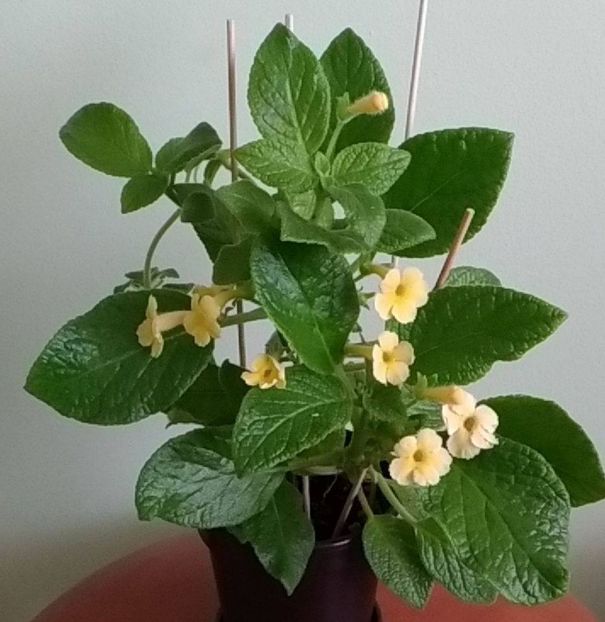 Flori episcia Tropical Topas - 1 - Disponibile plante de vanzare 2021