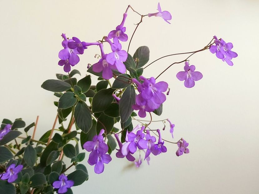 Floricele Streptocarpella mov - 1 - Disponibile plante de vanzare 2021