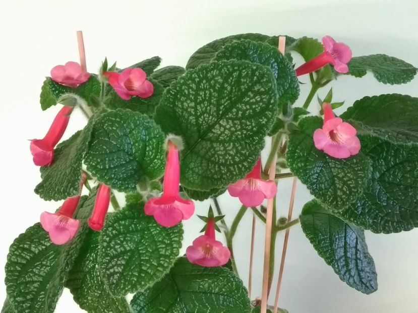 Floricele de Sinningia EW's Spring Melody - 1 - Disponibile plante de vanzare 2021